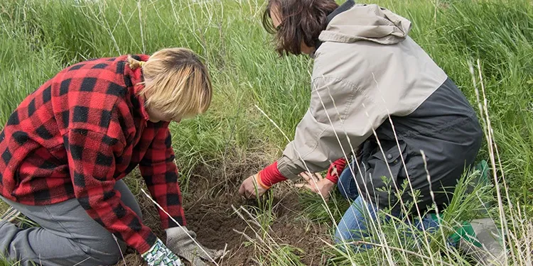 Students working in the field during a class, they are in tall grass digging